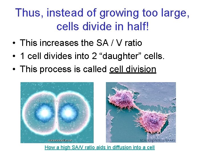 Thus, instead of growing too large, cells divide in half! • This increases the
