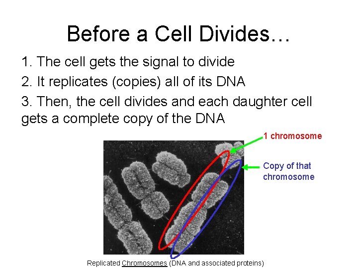 Before a Cell Divides… 1. The cell gets the signal to divide 2. It