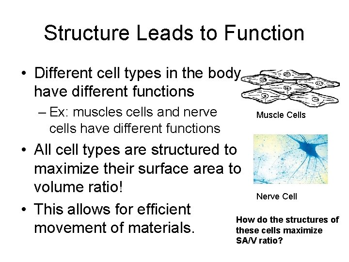 Structure Leads to Function • Different cell types in the body have different functions