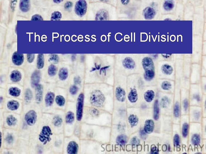 The Process of Cell Division 