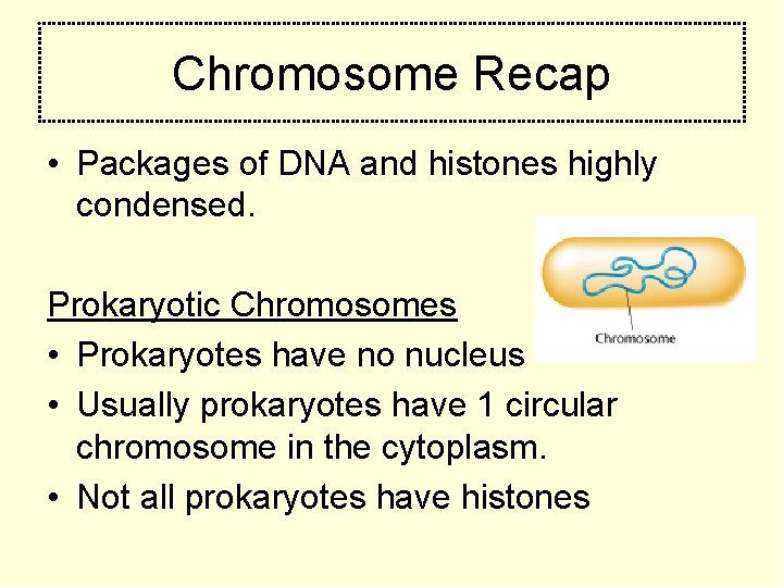 Chromosome Recap • Packages of DNA and histones highly condensed. Prokaryotic Chromosomes • Prokaryotes