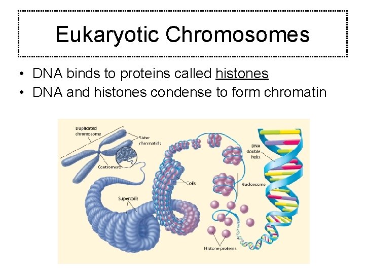 Eukaryotic Chromosomes • DNA binds to proteins called histones • DNA and histones condense