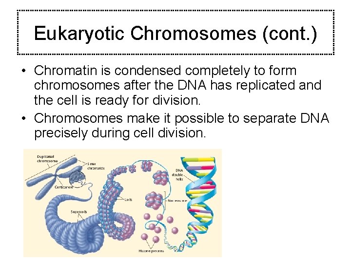Eukaryotic Chromosomes (cont. ) • Chromatin is condensed completely to form chromosomes after the
