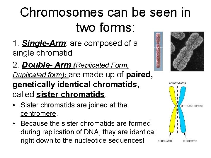 Chromosomes can be seen in two forms: 1. Single-Arm: are composed of a single