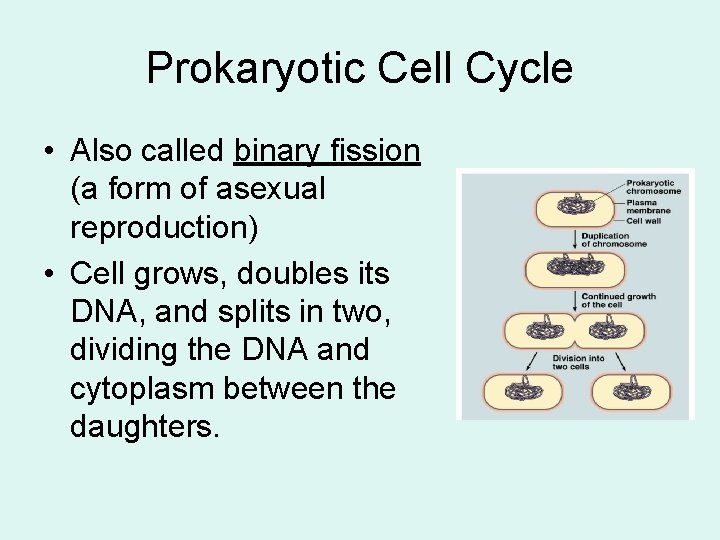 Prokaryotic Cell Cycle • Also called binary fission (a form of asexual reproduction) •