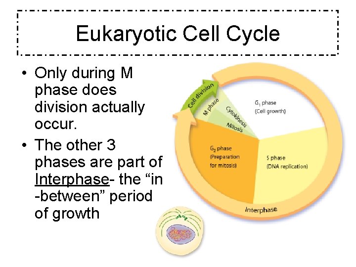 Eukaryotic Cell Cycle • Only during M phase does division actually occur. • The
