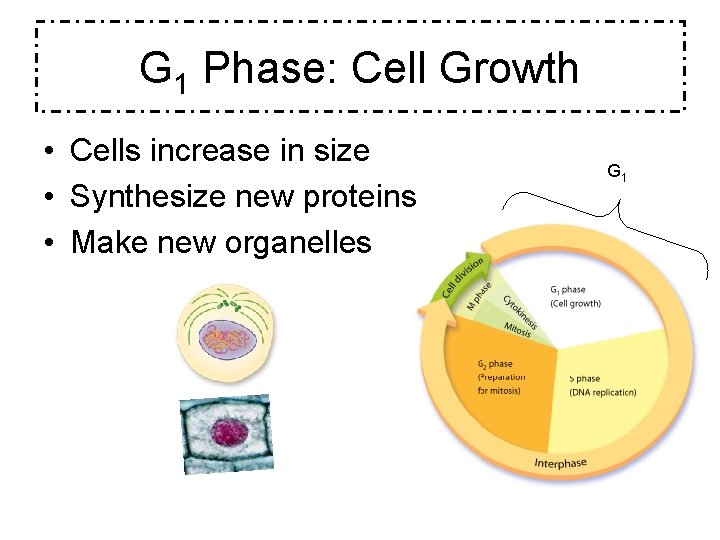 G 1 Phase: Cell Growth • Cells increase in size • Synthesize new proteins