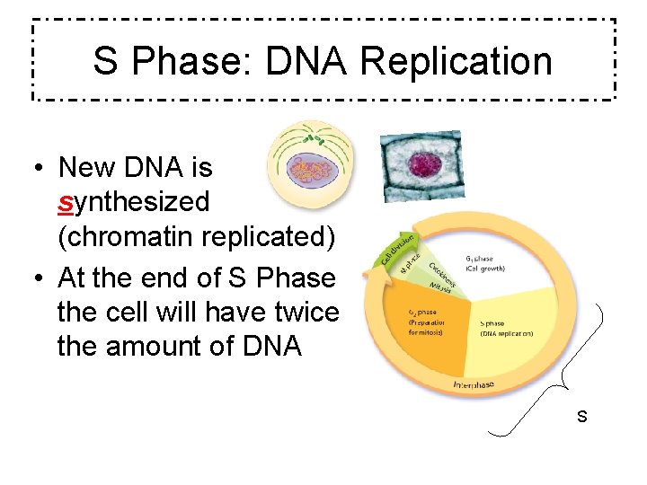 S Phase: DNA Replication • New DNA is synthesized (chromatin replicated) • At the