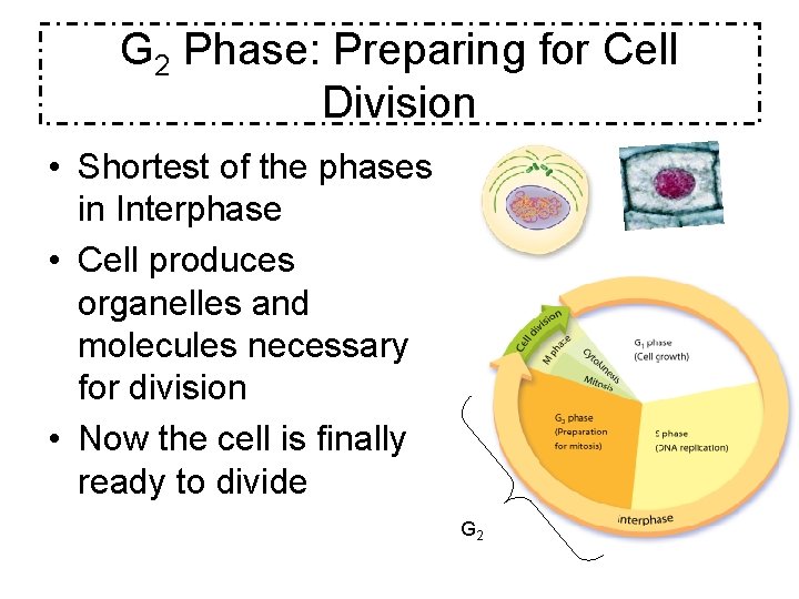 G 2 Phase: Preparing for Cell Division • Shortest of the phases in Interphase