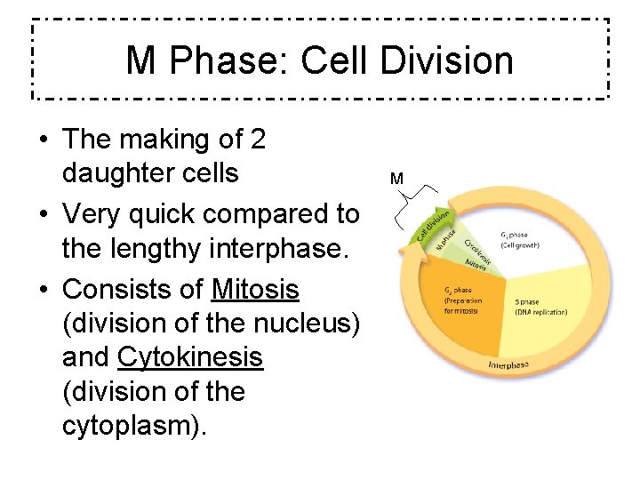 M Phase: Cell Division • The making of 2 daughter cells • Very quick