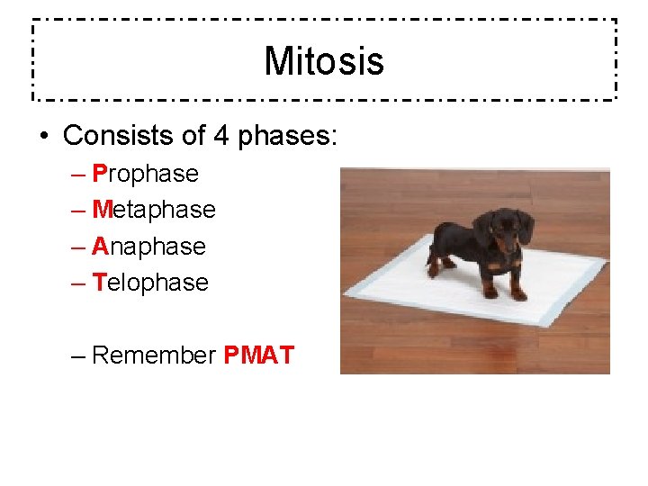 Mitosis • Consists of 4 phases: – Prophase – Metaphase – Anaphase – Telophase