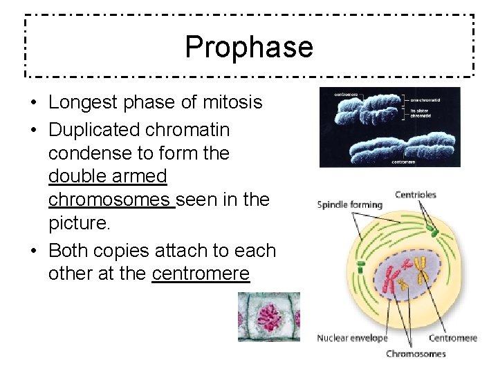 Prophase • Longest phase of mitosis • Duplicated chromatin condense to form the double