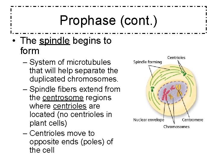 Prophase (cont. ) • The spindle begins to form – System of microtubules that