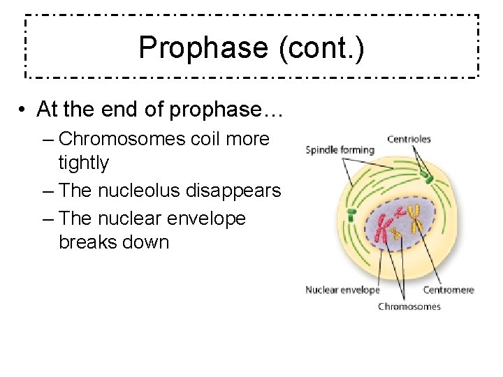 Prophase (cont. ) • At the end of prophase… – Chromosomes coil more tightly