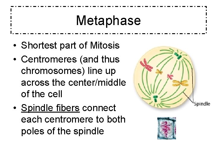 Metaphase • Shortest part of Mitosis • Centromeres (and thus chromosomes) line up across