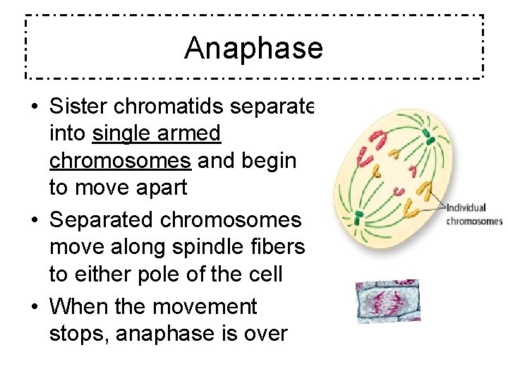 Anaphase • Sister chromatids separate into single armed chromosomes and begin to move apart