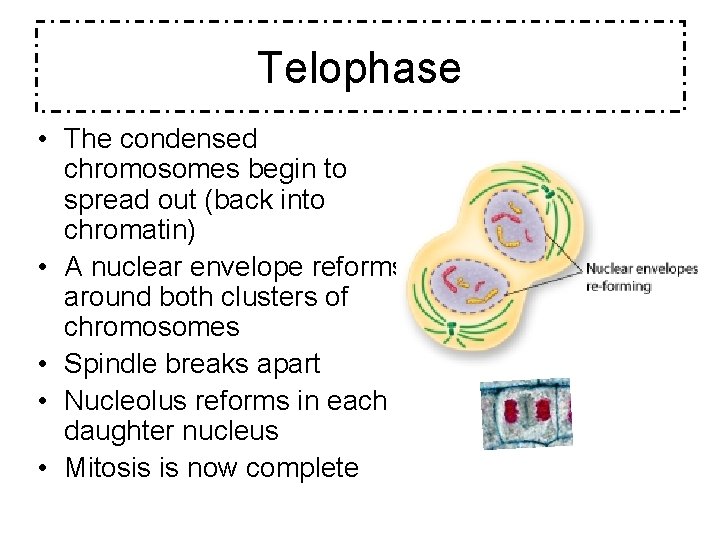 Telophase • The condensed chromosomes begin to spread out (back into chromatin) • A