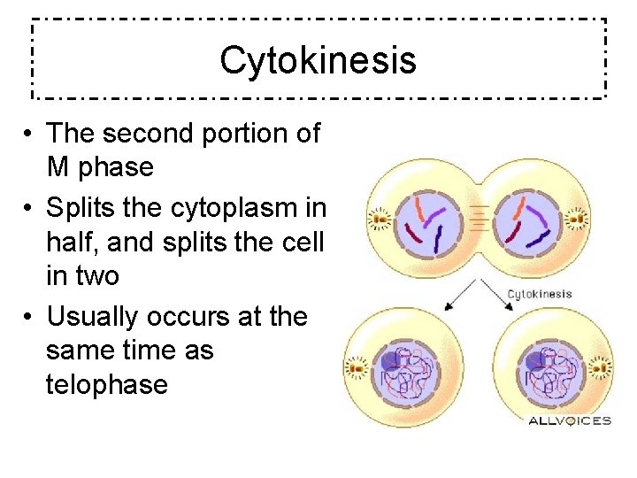Cytokinesis • The second portion of M phase • Splits the cytoplasm in half,
