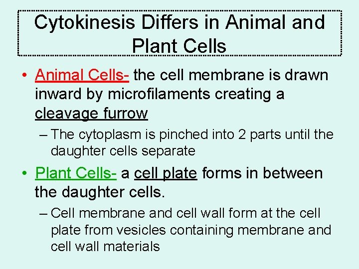 Cytokinesis Differs in Animal and Plant Cells • Animal Cells- the cell membrane is