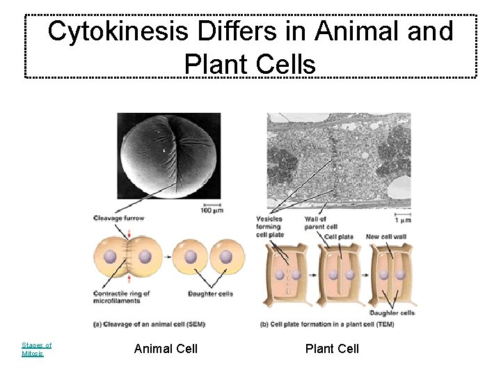 Cytokinesis Differs in Animal and Plant Cells Stages of Mitosis Animal Cell Plant Cell