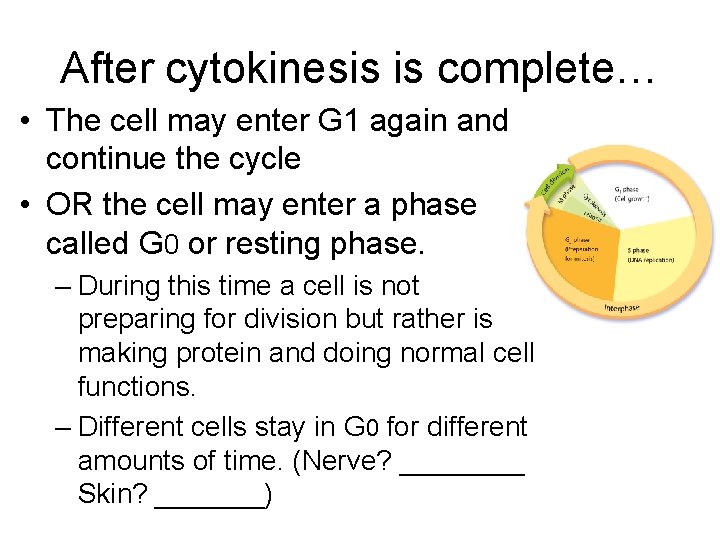 After cytokinesis is complete… • The cell may enter G 1 again and continue