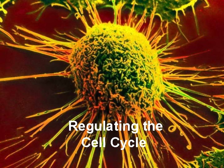 Regulating the Cell Cycle 