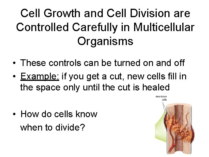 Cell Growth and Cell Division are Controlled Carefully in Multicellular Organisms • These controls