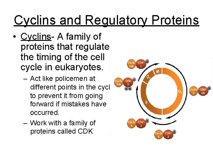 Cyclins and Regulatory Proteins • Cyclins- A family of proteins that regulate the timing