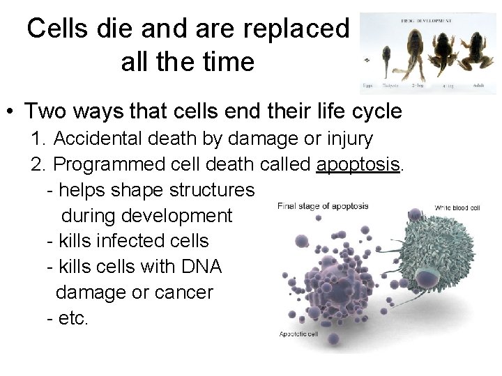 Cells die and are replaced all the time • Two ways that cells end