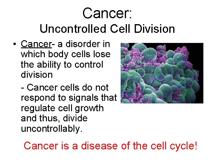 Cancer: Uncontrolled Cell Division • Cancer- a disorder in which body cells lose the