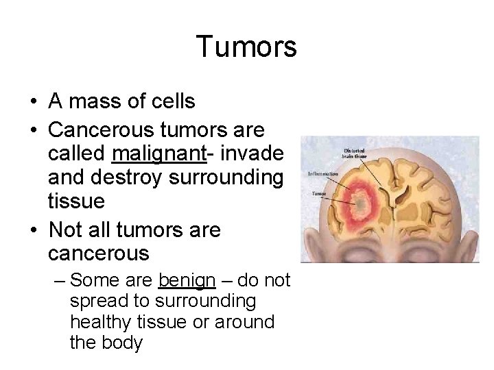 Tumors • A mass of cells • Cancerous tumors are called malignant- invade and