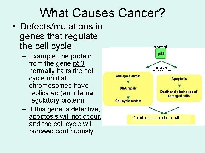 What Causes Cancer? • Defects/mutations in genes that regulate the cell cycle – Example: