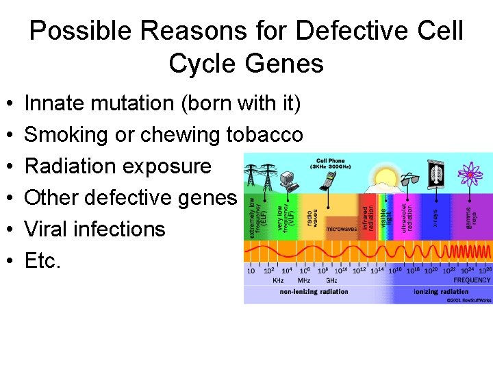 Possible Reasons for Defective Cell Cycle Genes • • • Innate mutation (born with