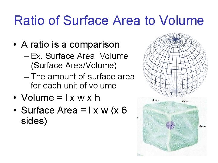 Ratio of Surface Area to Volume • A ratio is a comparison – Ex.