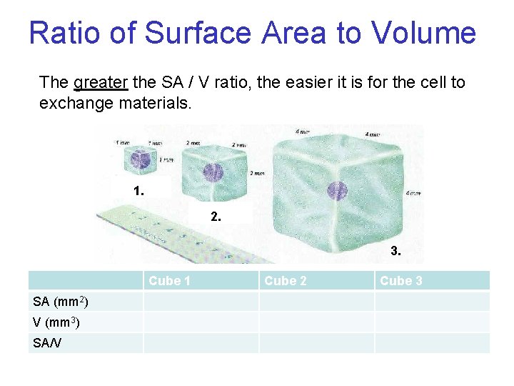 Ratio of Surface Area to Volume The greater the SA / V ratio, the