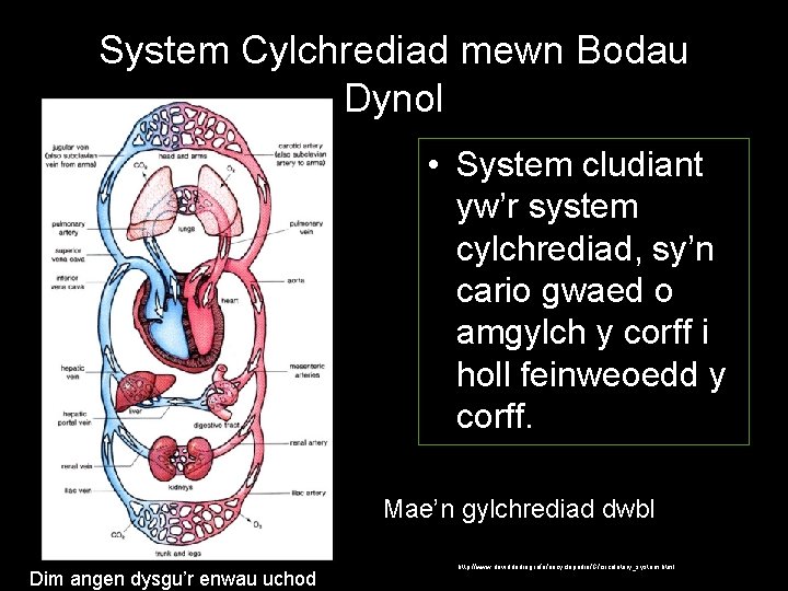 System Cylchrediad mewn Bodau Dynol • System cludiant yw’r system cylchrediad, sy’n cario gwaed
