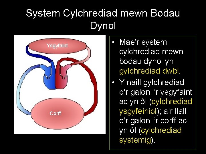 System Cylchrediad mewn Bodau Dynol Ysgyfaint Corff • Mae’r system cylchrediad mewn bodau dynol