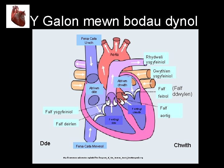 Y Galon mewn bodau dynol Fena Cafa Uwch Rhydweli ysgyfeiniol Gwythïen ysgyfeiniol Atriwm dde