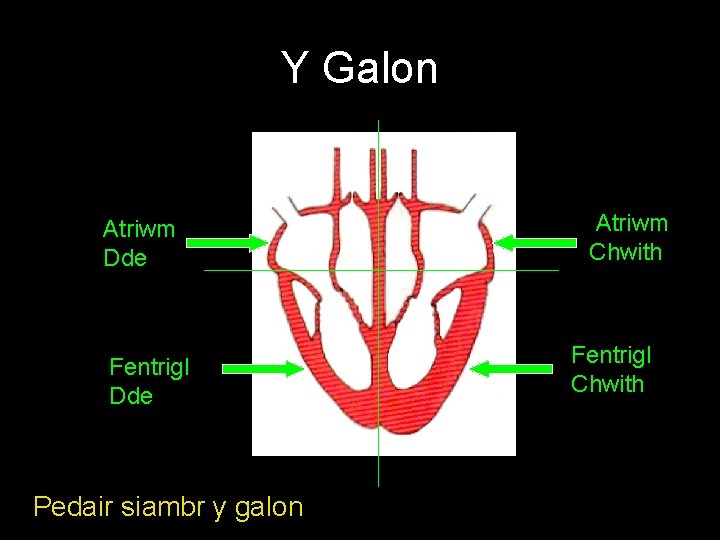 Y Galon Atriwm Dde Fentrigl Dde Pedair siambr y galon Atriwm Chwith Fentrigl Chwith