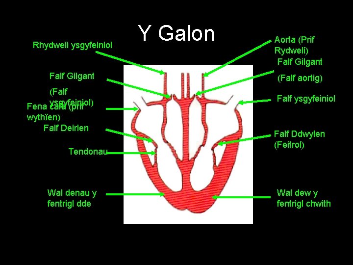 Rhydweli ysgyfeiniol Falf Gilgant (Falf Fena ysgyfeiniol) cafa (prif wythïen) Falf Deirlen Tendonau Wal