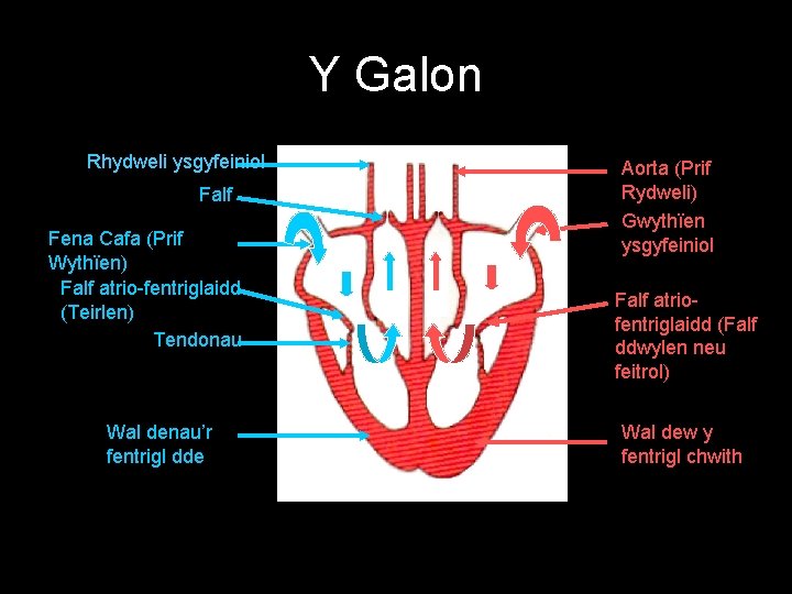 Y Galon Rhydweli ysgyfeiniol Falf Fena Cafa (Prif Wythïen) Falf atrio-fentriglaidd (Teirlen) Tendonau Wal