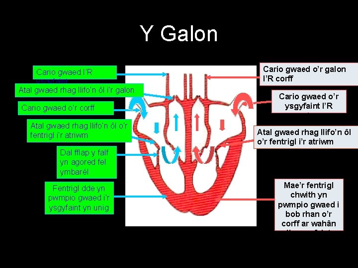 Y Galon Cario gwaed I’R Pulmonary Artery ysgyfaint Atal gwaed rhag llifo’n ôl i’r