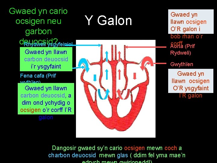 Gwaed yn cario ocsigen neu garbon deuocsid? Rhydweli ysgyfeiniol Gwaed yn llawn carbon deuocsid