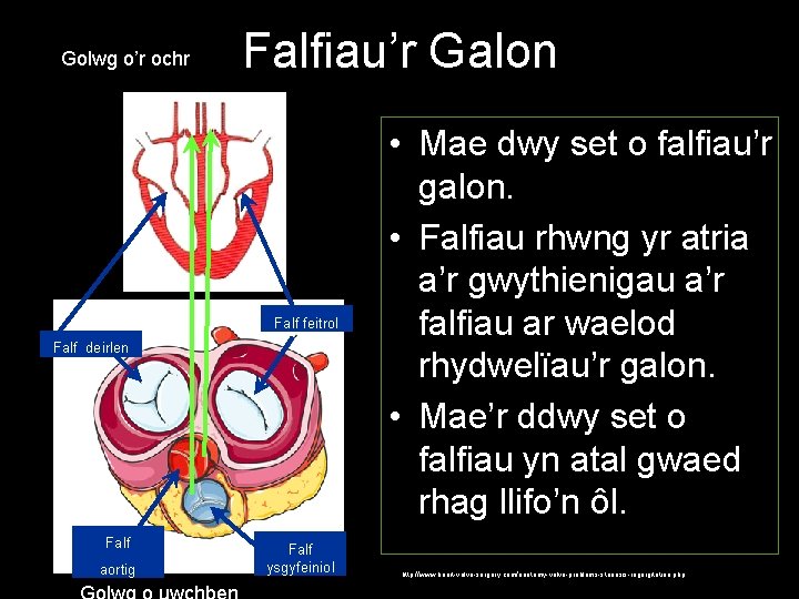 Golwg o’r ochr Falfiau’r Galon Falf feitrol Falf deirlen Falf aortig Falf ysgyfeiniol •