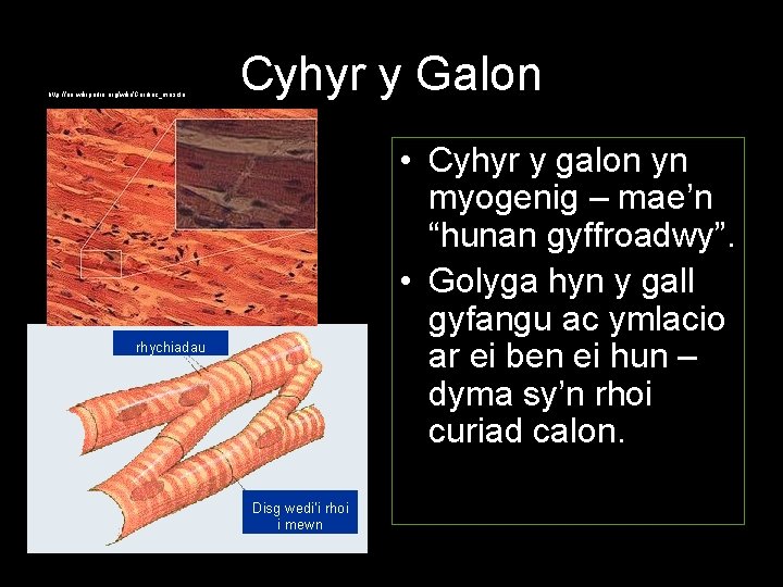 http: //en. wikipedia. org/wiki/Cardiac_muscle Cyhyr y Galon • Cyhyr y galon yn myogenig –