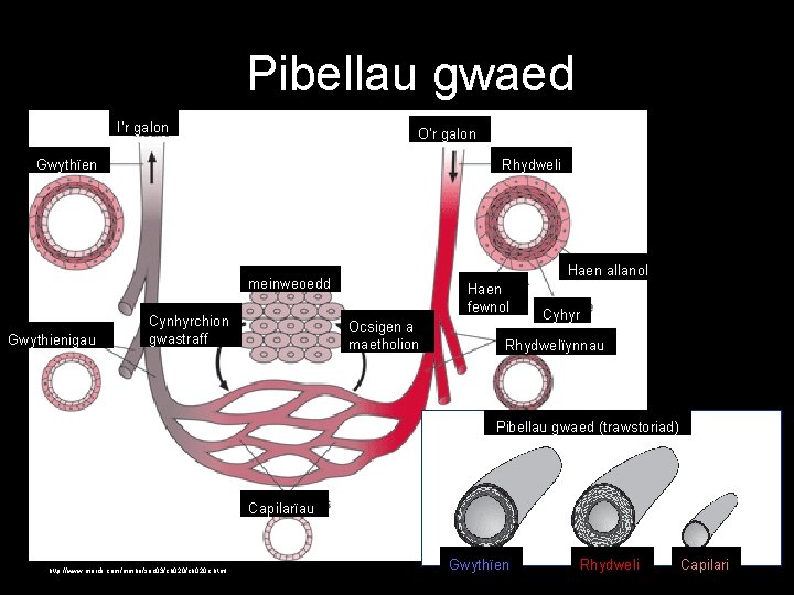 Pibellau gwaed I’r galon O’r galon Gwythïen Rhydweli Haen allanol meinweoedd Gwythienigau Cynhyrchion gwastraff