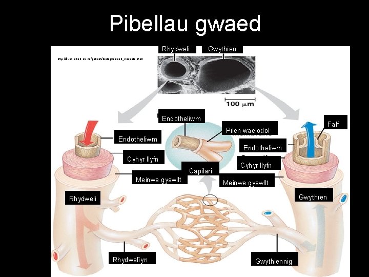 Pibellau gwaed Rhydweli Gwythïen http: //kvhs. nbed. nb. ca/gallant/biology/blood_vessels. html Endotheliwm Falf Pilen waelodol