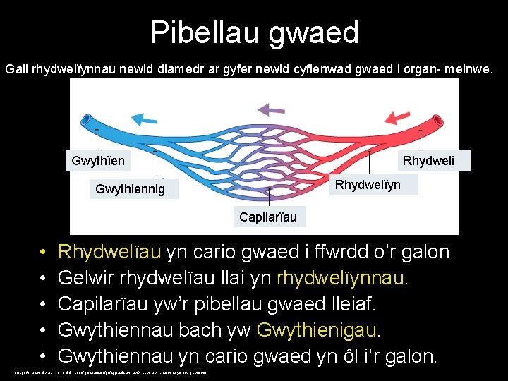 Pibellau gwaed Gall rhydwelïynnau newid diamedr ar gyfer newid cyflenwad gwaed i organ- meinwe.