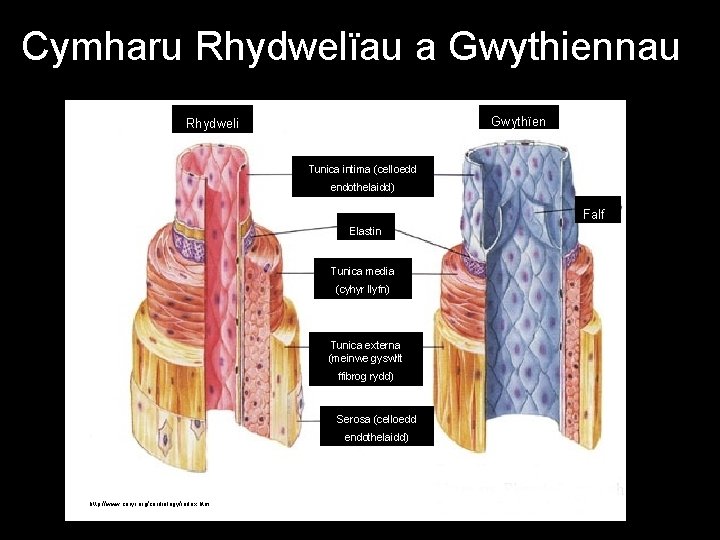 Cymharu Rhydwelïau a Gwythiennau Gwythïen Rhydweli Tunica intima (celloedd endothelaidd) Falf Elastin Tunica media