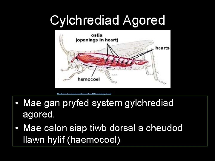 Cylchrediad Agored http: //www. biosci. uga. edu/almanac/bio_104/notes/may_7. html • Mae gan pryfed system gylchrediad